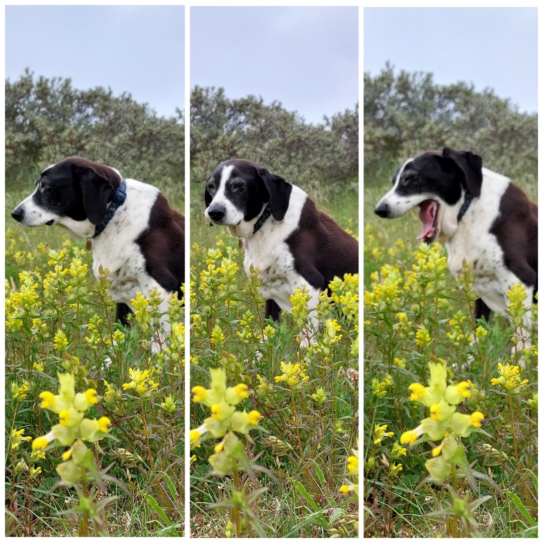 A triptych of Bella in the Yellow rattle at Old Hunstanton. She's very old now but continues to be a faithful companion in finding wildflowers, even if she finds it a bit boring! #wildflowerhour #DogsofTwittter