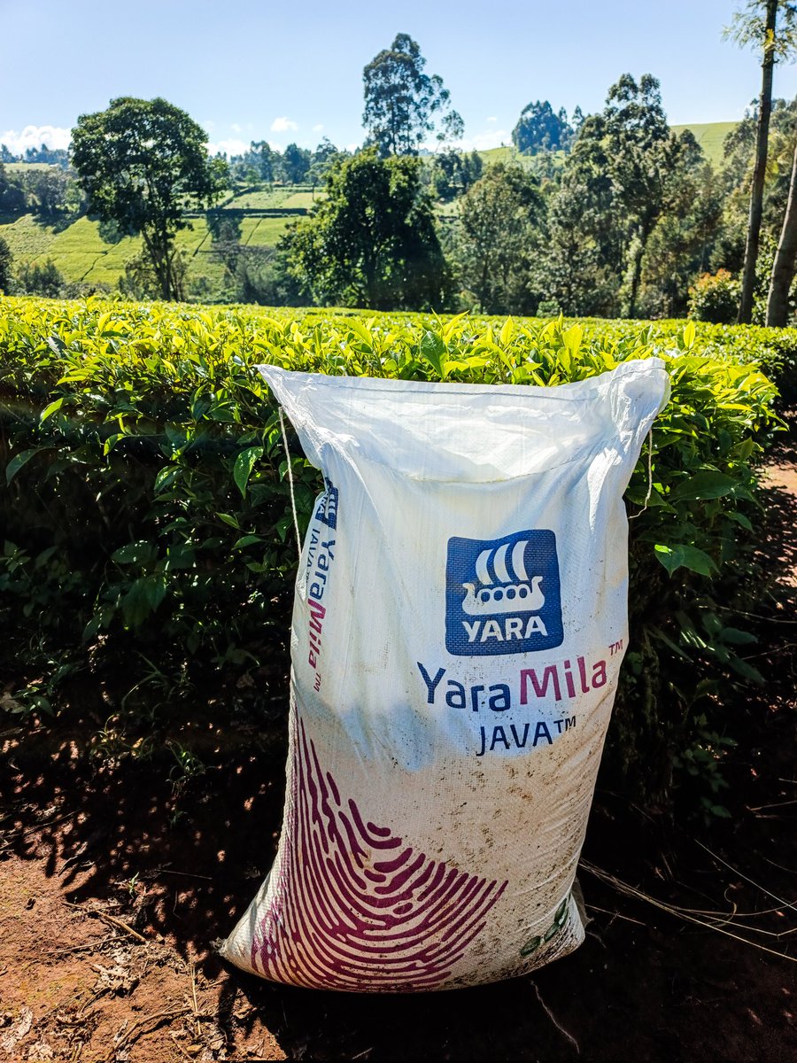 ronniechirchir's tweet photo. Farm Day
Good evening everyone. Improve your yields today by using Yara Mila Java fertilizer, best for tea and coffee. Sharing results in a week's time.
Good thing to try π΅πΏππ±π§ #MboleaNiYara #farming #Tea #YaraMilaJava https://t.co/FhwJnqT2oZ