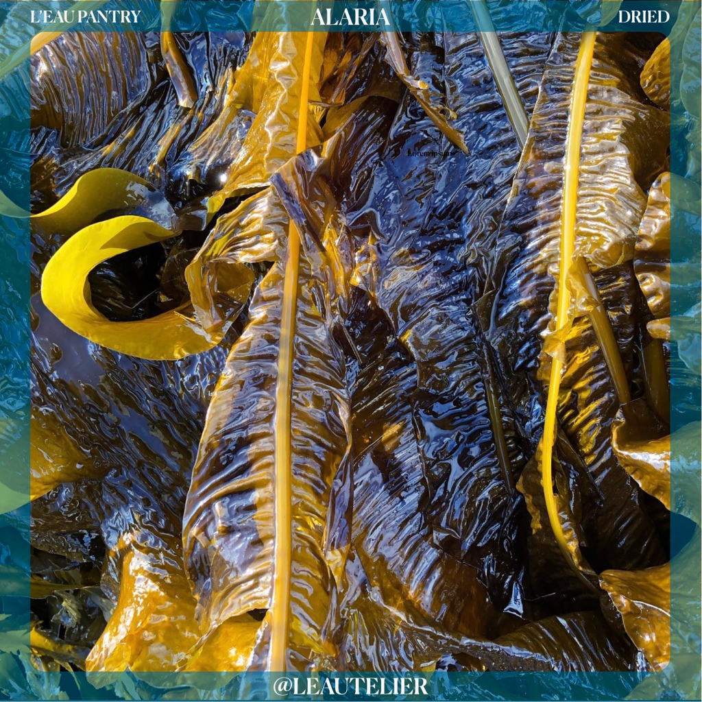 leautelier's tweet photo. Alaria esculenta “winged kelp”, “Atlantic Wakame”⁠
⁠
Winged kelp typically grows to maximum 2–3 meters in length.
⁠
Its sweet flavor and naturally-occurring MSG react with receptors on the tongue to create a unique umami taste.⁠
⁠
#alaria #alariaesculenta #seaweed #algae https://t.co/RltcC1uRwa