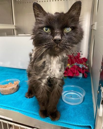 June is also #AdoptACatMonth! Awesome adoptable 16 year old kitty guy John Wick at @BARCS_SHELTER in Baltimore would love to see your adopted cats and hear their stories…

(He needs a home too. Actions have consequences… so act to adopt: barcs.org/adopt-cats/ or please RT!)