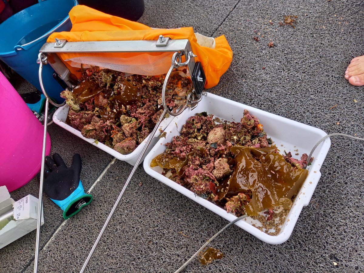 Laia Illa tweet media