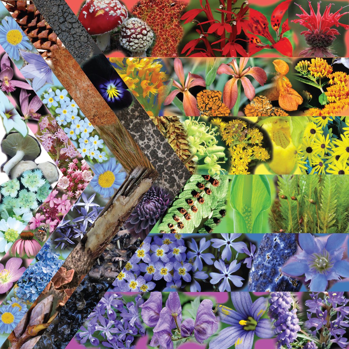 UTK Herbarium - TENN tweet media