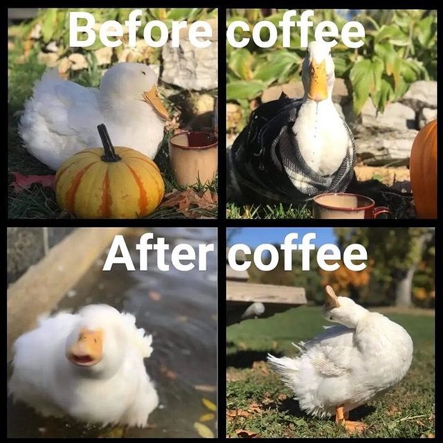 turtlesmeme's tweet photo. https://t.co/4zMpHYnbMu