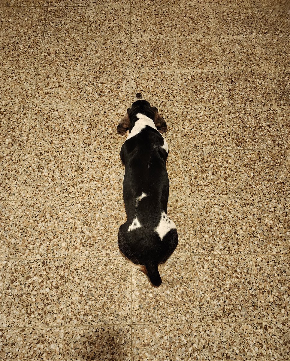 raulman11's tweet image. La pequeña #Ashi