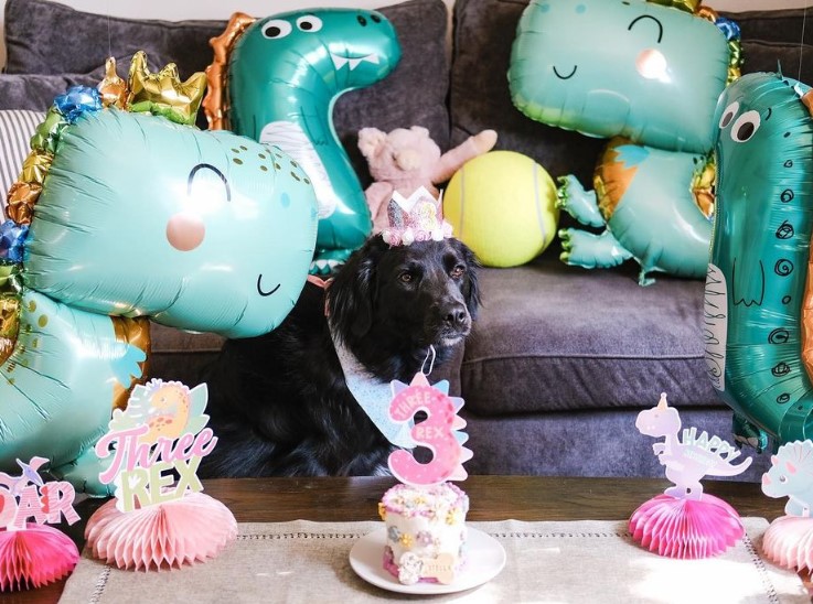 🎉🎈 Three Rex 🦖💕

Swipe left to see her epic reactions! From excited to "not the basic crown..." 🤣

Happy 3rd birthday, my sweet girl! 🥳 Can't believe how time has flown by!

#puppycakellc #cuppycake #cakefordogs #dogcakemix #dogbirthdaycakekit #birthdaycakefordogs