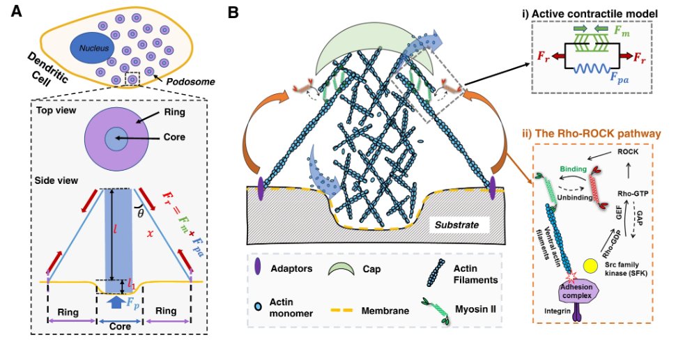 How if we tell you, that  podosomes - mechanosensitive actin-rich protrusions - play an essential role in immune cell mechanosensing? Check out the work led by @ZeGongGreg <a href="/ShenoyLab/">ShenoyLab</a> on <a href="/NatureComms/">Nature Communications</a> doi.org/10.1038/s41467…