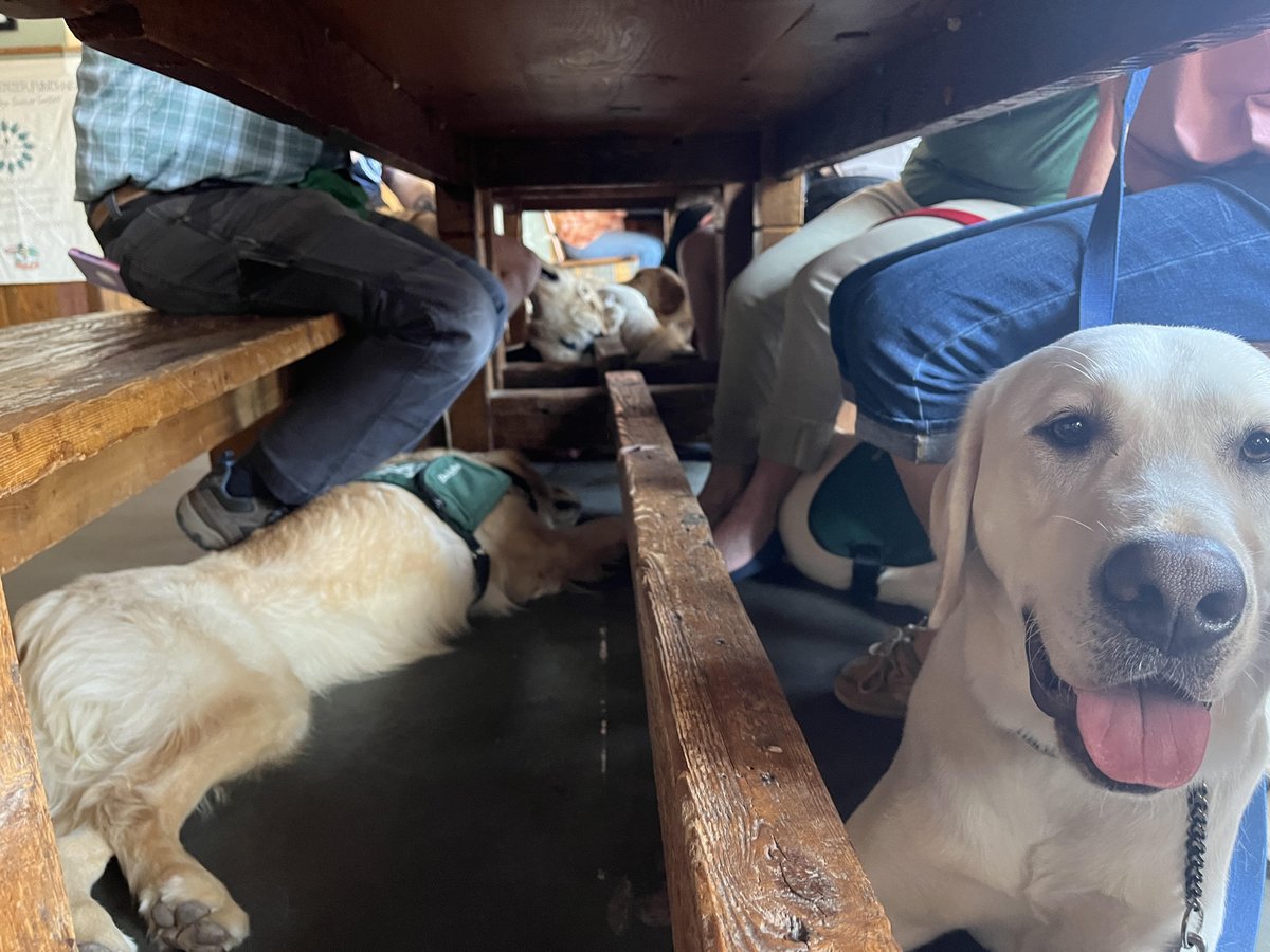 Look at all the pups in their downstays!  Support this group's training here: ecad1.org/index.php/spon…
#ecadservicedogs #servicedogsintrianing #workingdogs #downstays #commands #servicedogschangelives #helpdogshelphumans #ecadgrads #ecadfamily