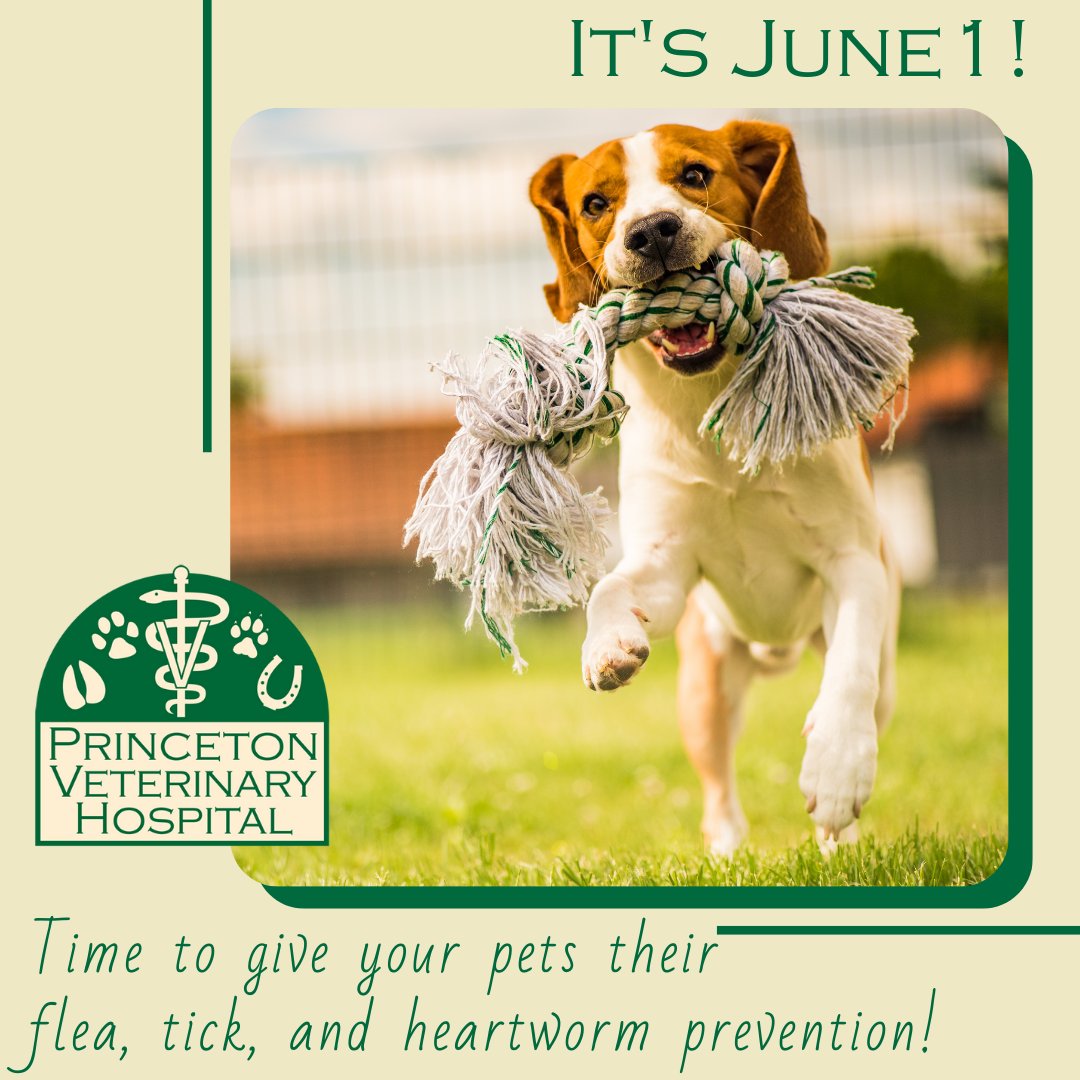 Princeton Veterinary Hospital tweet media