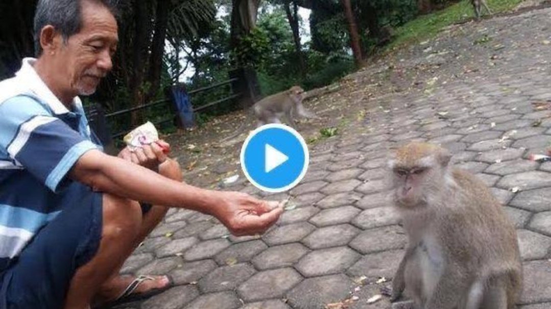 Shubh on Twitter "Man tricked monkeys without showing any fancy magic trick"