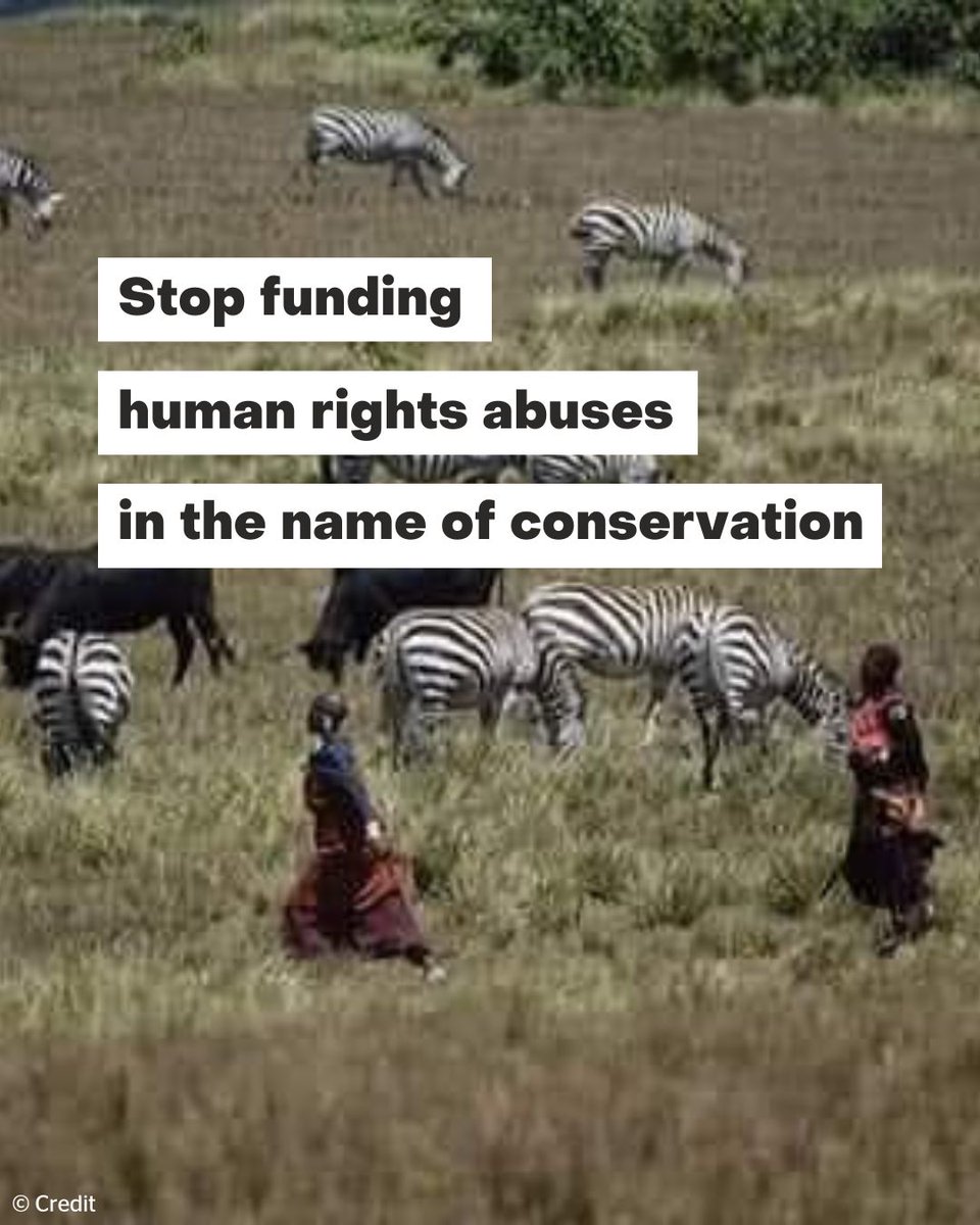 UN human and indigenous people’s rights declarations give the Maasai the right to free prior and informed consent before their land can be taken away. The Tanzanian government breaches this human right!

👉 pingosforum.or.tz/speakers-tour-…

#MaasaiShallNotDie #DecolonizeConservation