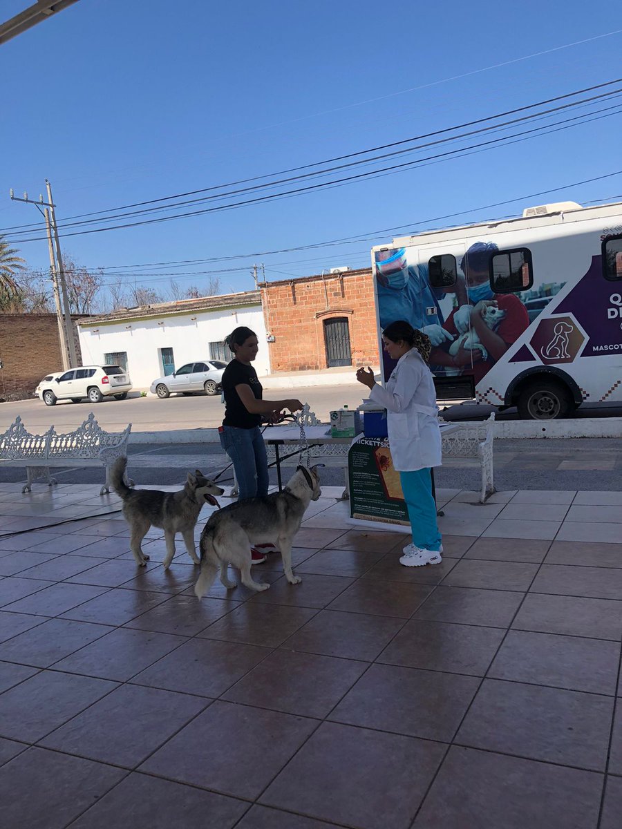 ssaludsonora's tweet photo. 🐾💉🐶El equipo de #zoonosis del #DistritoDeSalud04 llevó a cabo el día de hoy labor de vacunación antirrábica y esterilizaciones canina y felina en #Tesopaco.

#SaludSonora https://t.co/YTXfZPBt0T