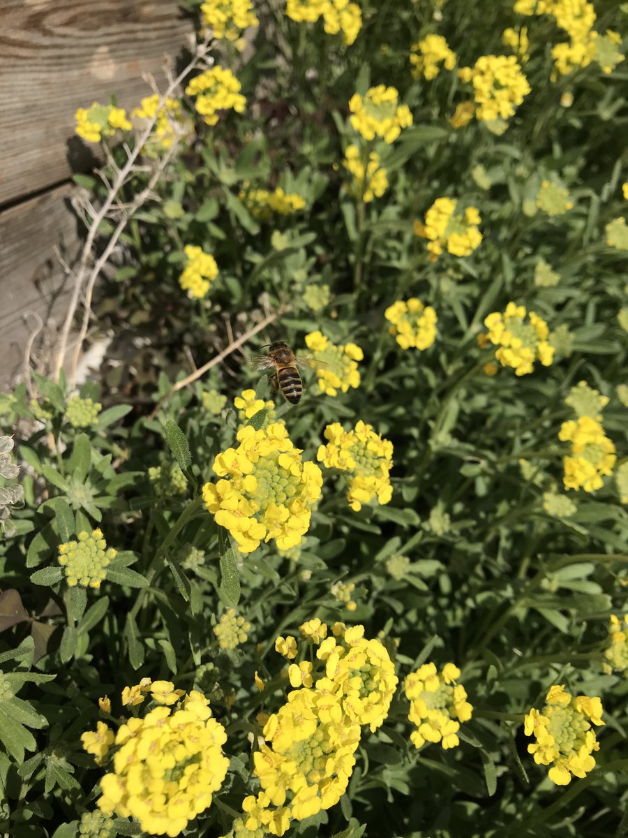 🌼 💛

#abeille #apiculture #apiculteur #natureisbeautiful #nature #insect #insects #soutenirlesabeilles  #beekeeping #bee #beekeeper #savethebees #bees #impactpositif #environnement #rse #agirpourlaplanete #biodiversité #biodivertsity #actforclimate #environment #climatechange