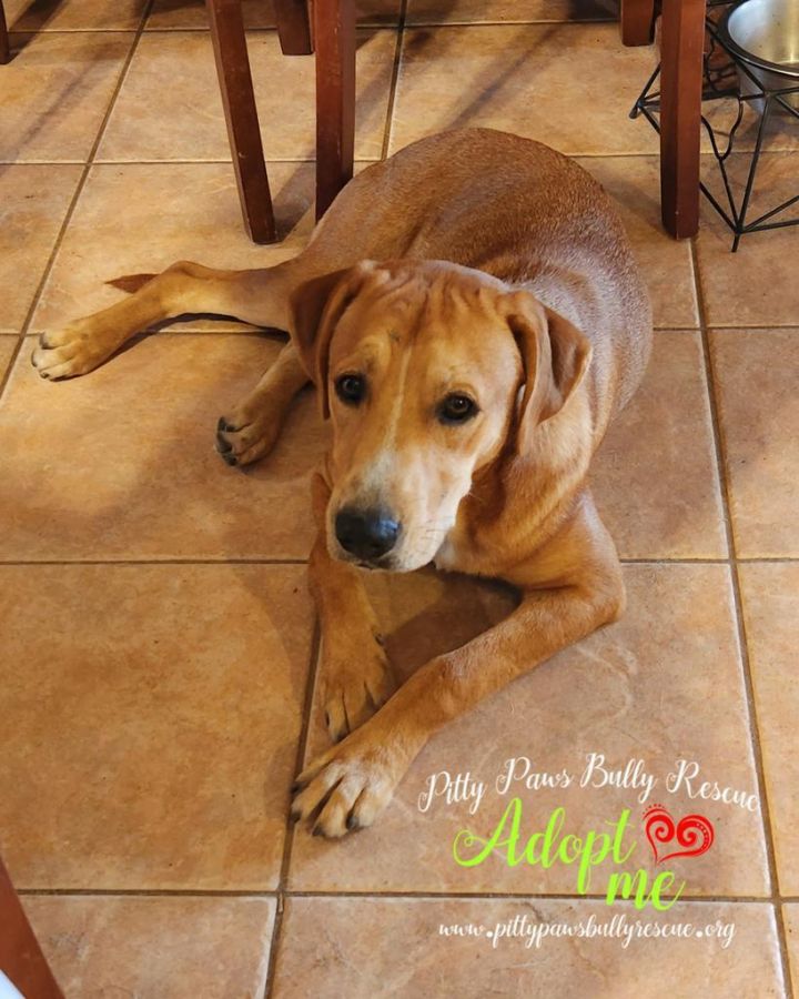 Pitty Paws Bully Rescue is on a mission to be true ambassadors of the bully breed by promoting responsible dog ownership. Meet Briggs, Calin, Purdy, Lacy and more! petfinder.com/member/us/tx/v…