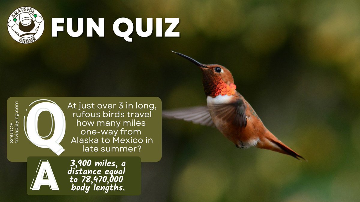 It's Q and A time!!!😊
#hummingbirdtrivia
#funquiz