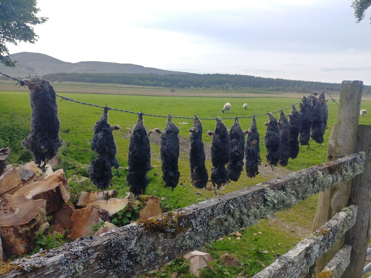 RaptorPersUK's tweet photo. Gratuitous display of wildlife killing on Moy Estate.

Unbelievably, this is lawful.

Remind me, what century are we in?

New blog ⬇️⬇️
https://t.co/vppxwDdJz8

📸Andy Amphlett https://t.co/Cnb5PXwuf0