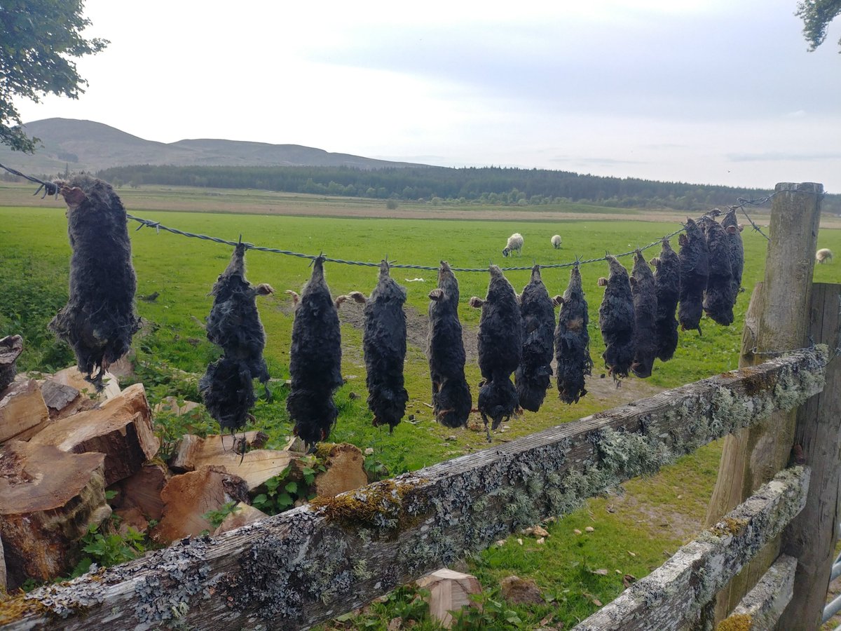 Gratuitous display of wildlife killing on Moy Estate.

Unbelievably, this is lawful.

Remind me, what century are we in?

New blog ⬇️⬇️
raptorpersecutionuk.org/2023/06/01/gra…

📸Andy Amphlett