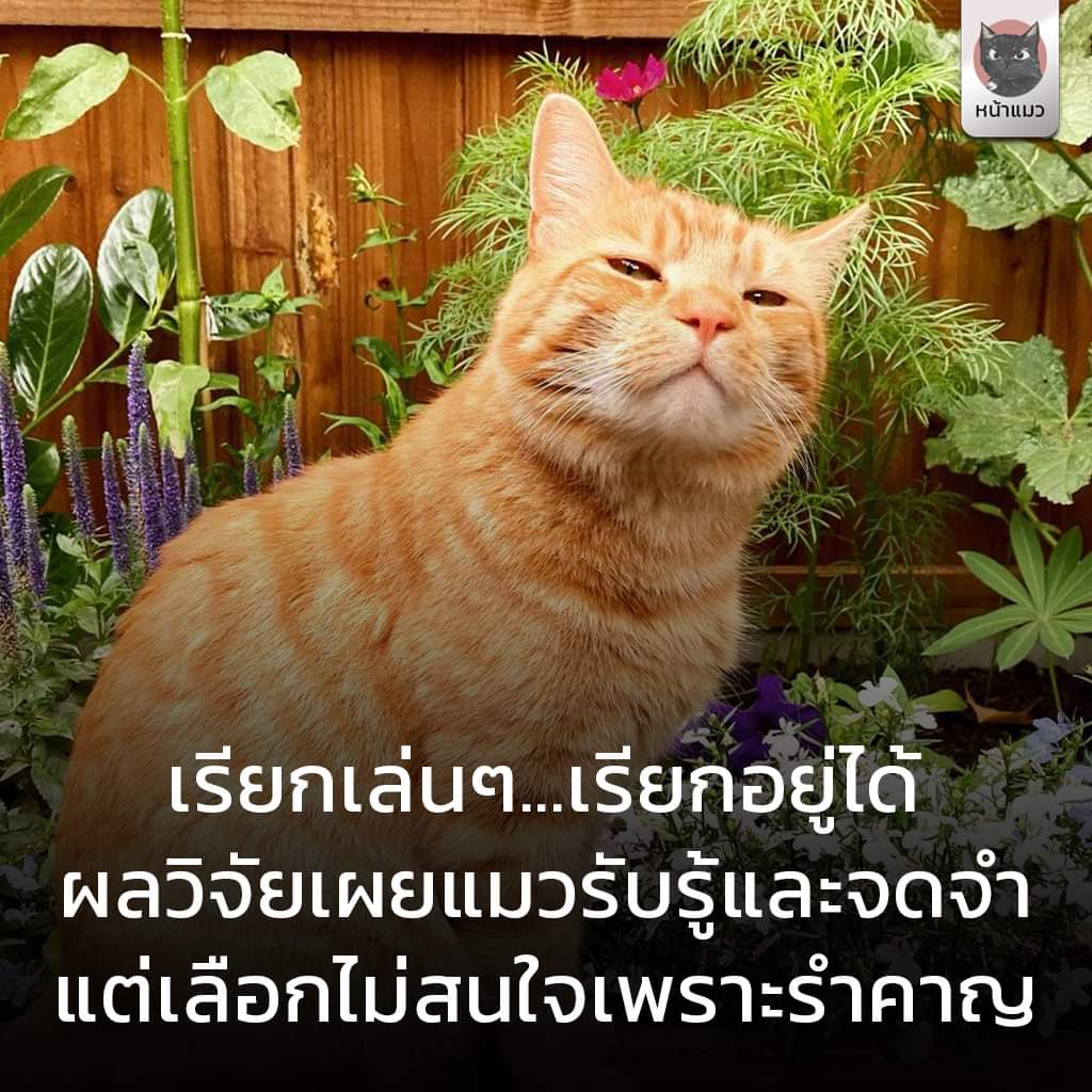 nicha_nicha_an's tweet photo. อ๋อรำคาญ😂
cr:หน้าแมว https://t.co/YqrUYDb9py