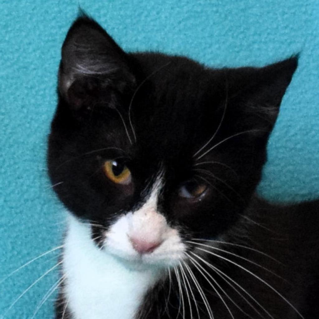 SequoiaHumane's tweet photo. Luna is now adoptable!
This young adult cat is a female domestic shorthair mix. https://t.co/UGkZKI2lTX https://t.co/QI4iQ9pfPa