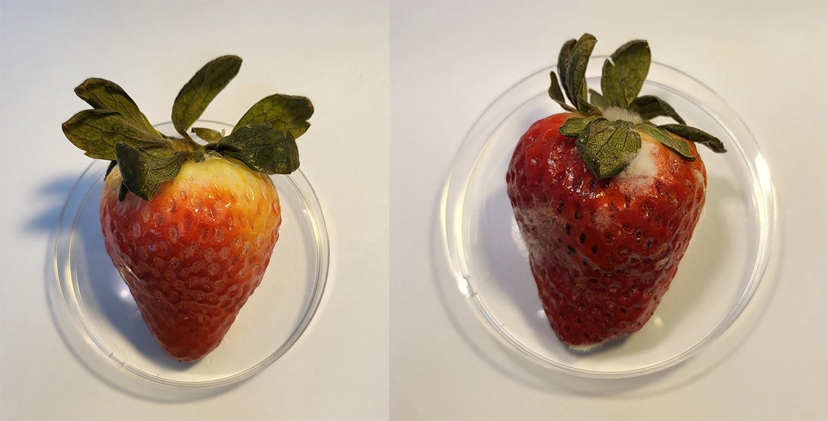 CBD has been shown to have antioxidant and antimicrobial properties in addition to therapeutic effects. A berry enveloped in an edible coating made from CBD and alginate (left) appears fresh compared to an untreated berry (right) after 15 days. 🍓 fal.cn/3yJDr <a href="/ACS_AMI/">ACS Applied Materials & Interfaces</a>