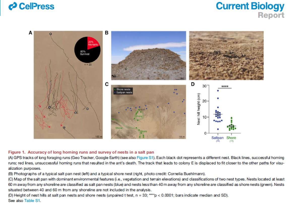 Absence of visual cues motivates desert ants to build their own landmarks #mademyday #biodiversity. After tens of years of fieldwork, still such fundamental discoveries in ant homing #cataglyphis <a href="/mknaden1/">Markus Knaden</a> @Freirilia 
doi.org/10.1016/j.cub.…