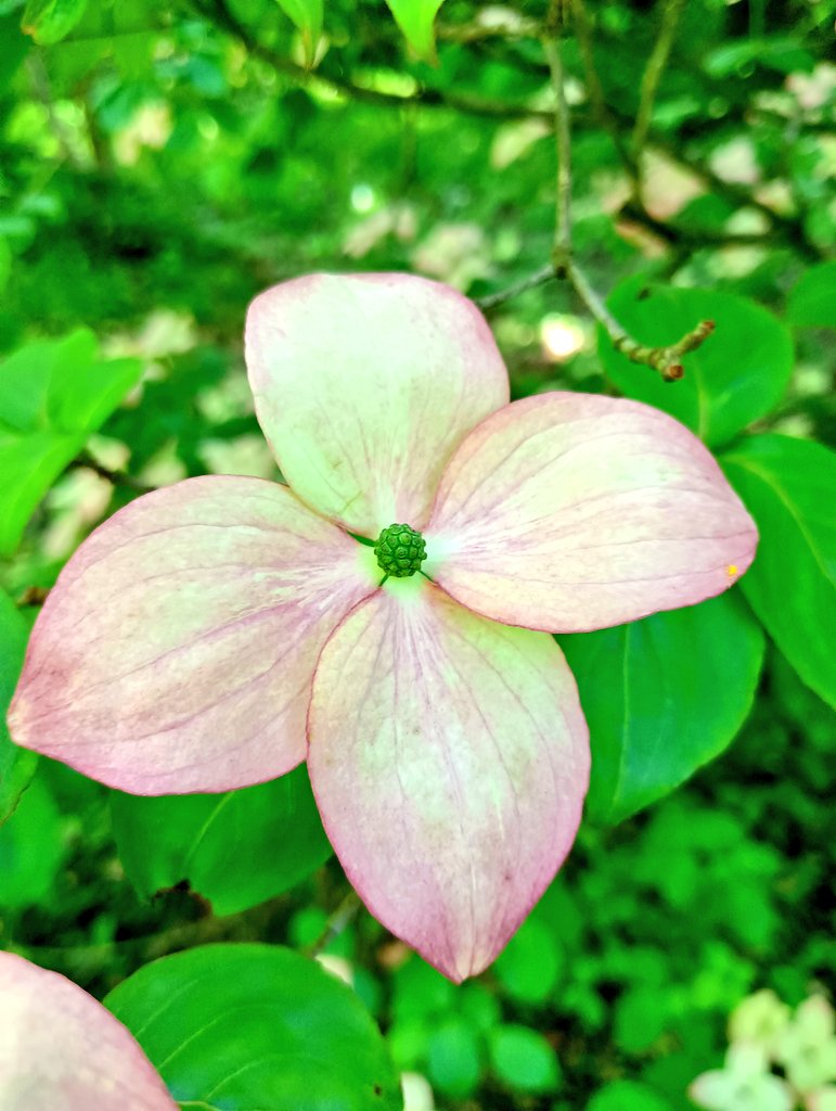 Welcome June 🤍🌿🌞
#NaturePhotography #WelcomeJune #HelloJune #photography #Pinkflower #nature #photography