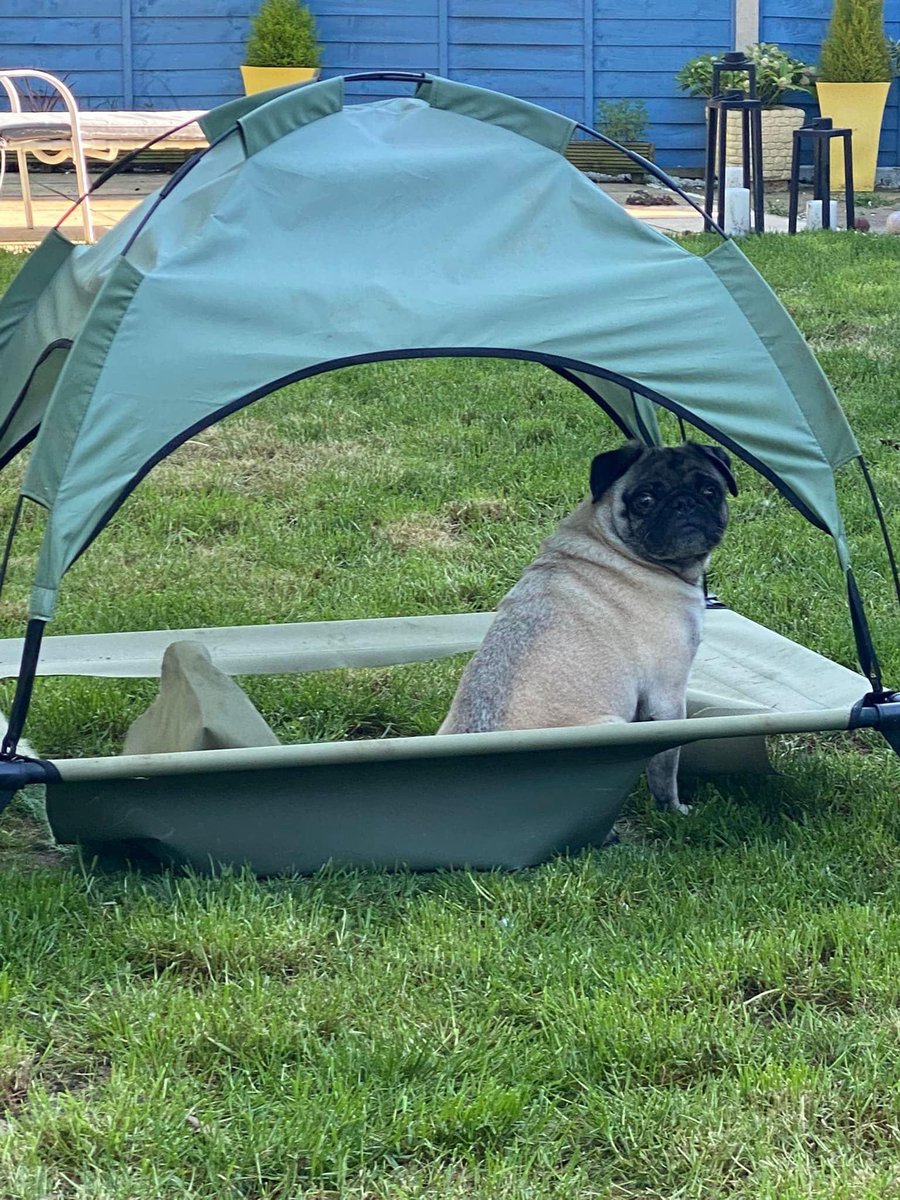 Pug_Club_'s tweet photo. Who love this😍😍

 #pug #dog #puppy #Pugdoge https://t.co/DMfAGYTVTL