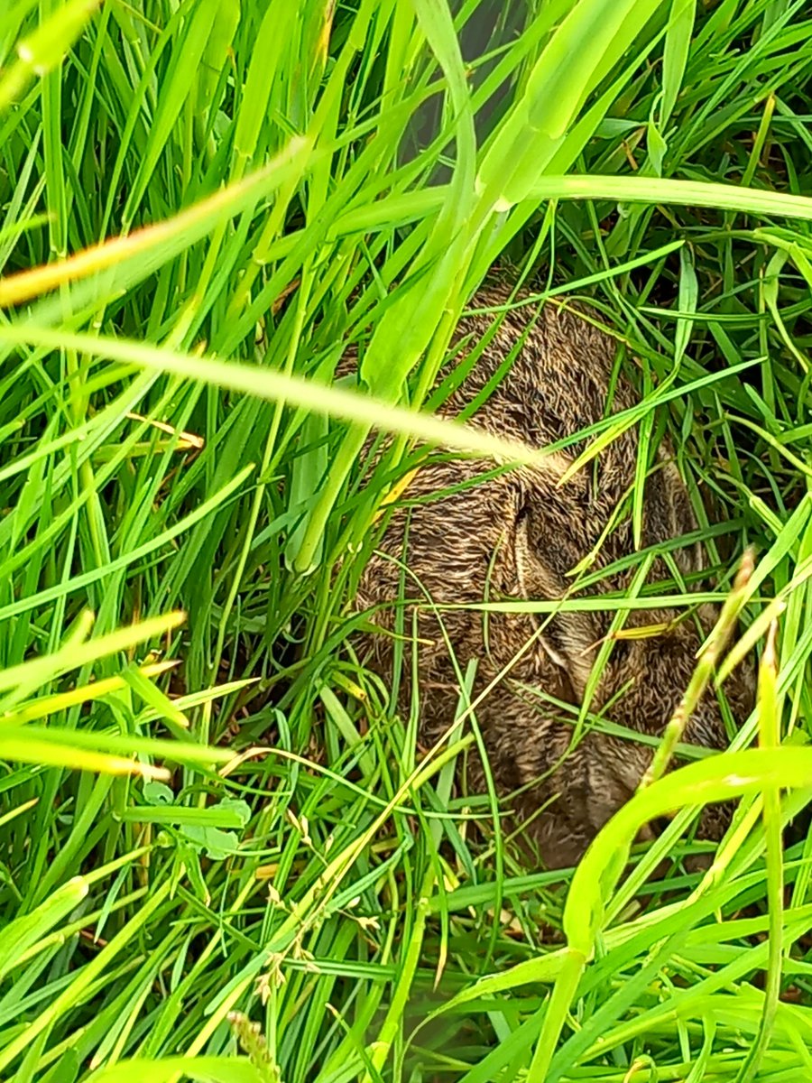 Day 1 of #30DaysWild - a rare trip out into Sheffield's wild west (!), featuring curlew, lapwing, skylark, swift, kestrel, buzzard, weasel, violet oil beetle, giant cranefly and nestled away in the long grass... a beautiful brown hare leveret!