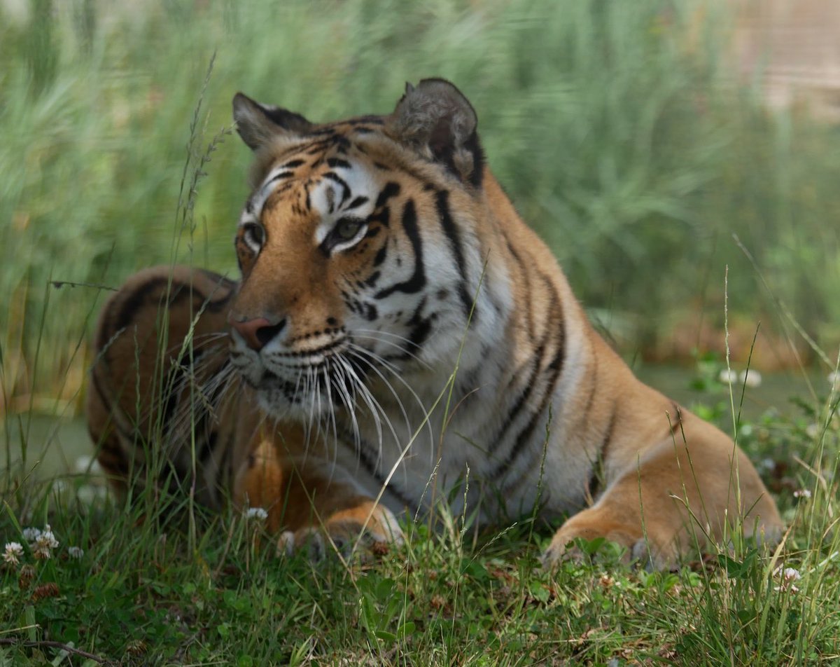 Love cats? We have the largest collection of Bengal Tigers in the UK & you can book an up-close experience with them! 
Check it out on our website now ⬇️
lincswildlife.com/tiger-experien…

#cats #tigers #experience #Lincolnshire #lincswildlifepark #bigcats #LincsConnect #giftidea
