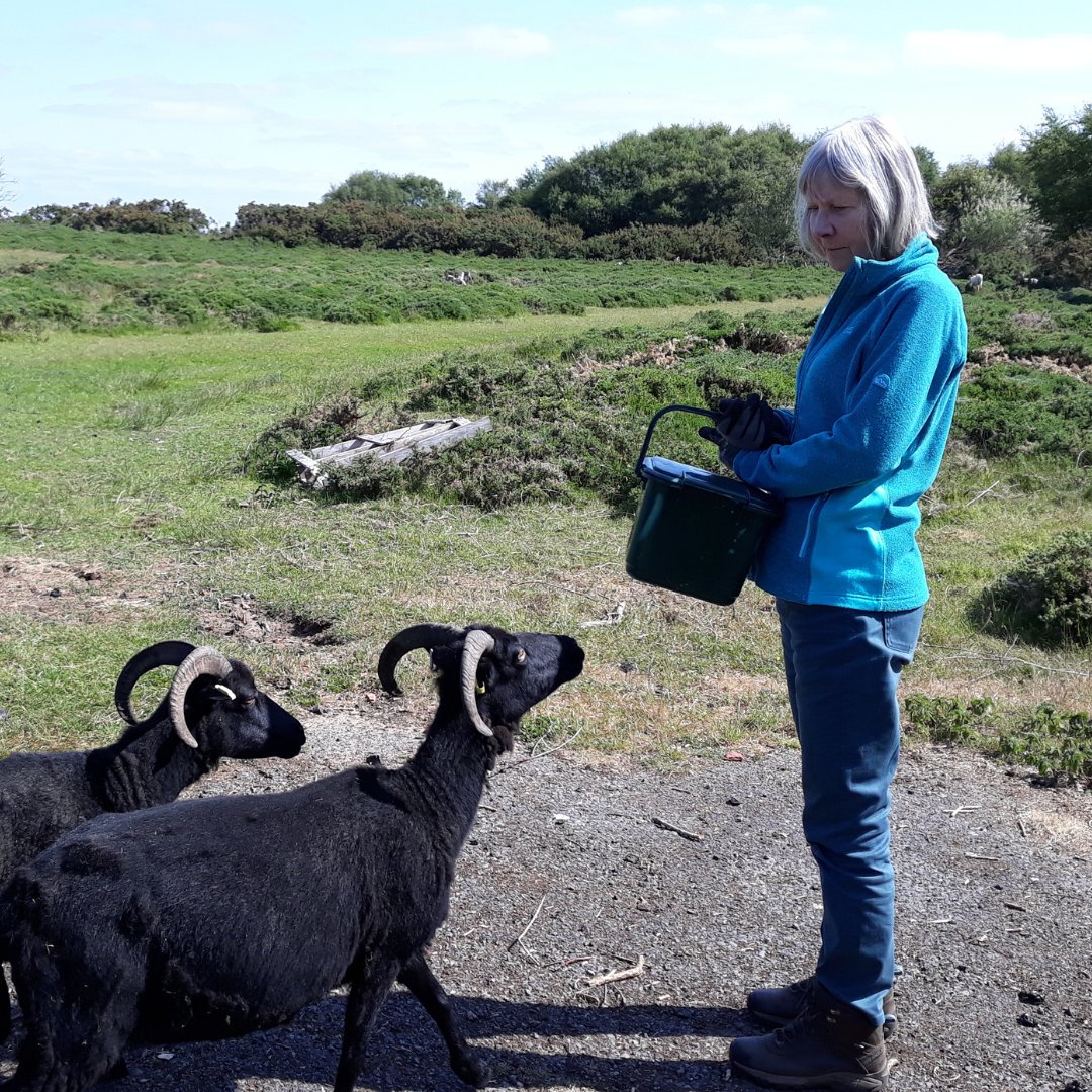 Lancashire Wildlife Trust on Twitter "Our Volunteer Livestock Checkers