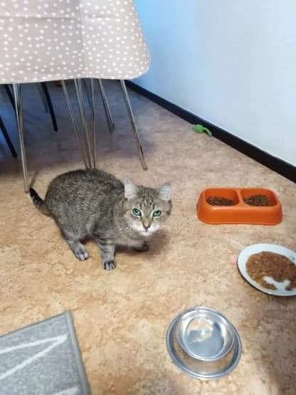 Lilli, 12 år gammal söker ett nytt hem då matte är döende.

Lilli finns i Söderåkra söder om Kalmar, inlägget är gjort av min kontakt hos HKK.
Inlägget finns här.
facebook.com/groups/HKKalma…