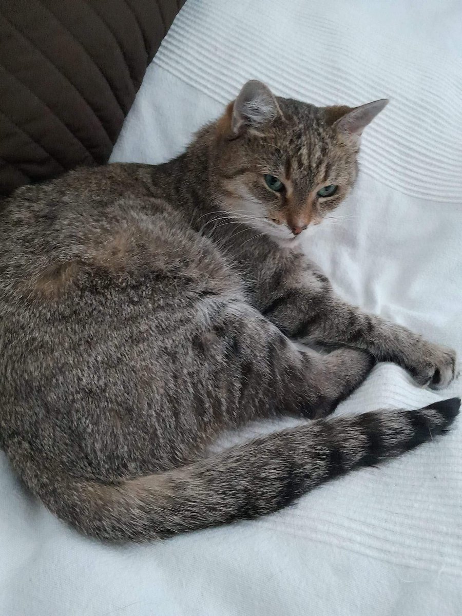 ahagman's tweet photo. Lilli, 12 år gammal söker ett nytt hem då matte är döende.

Lilli finns i Söderåkra söder om Kalmar, inlägget är gjort av min kontakt hos HKK.
Inlägget finns här.
https://t.co/A2mwezkL4R https://t.co/mVotRKrJzj