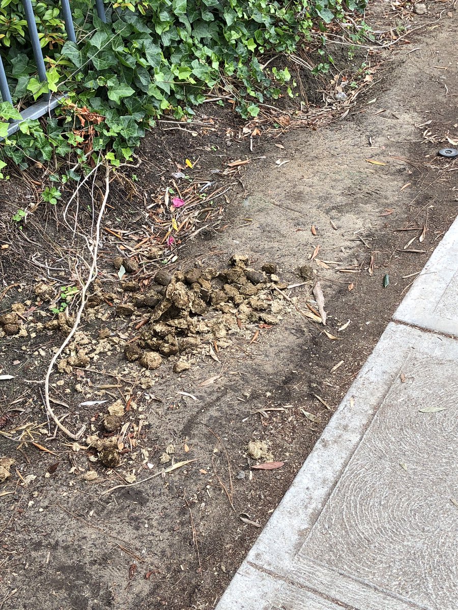 Dasgoot1's tweet image. I get a little annoyed when riders on the picket line don’t clean up after their horses, but it’s definitely not the biggest pile of horseshit writers have been offered.
#WGA #WriterStrike