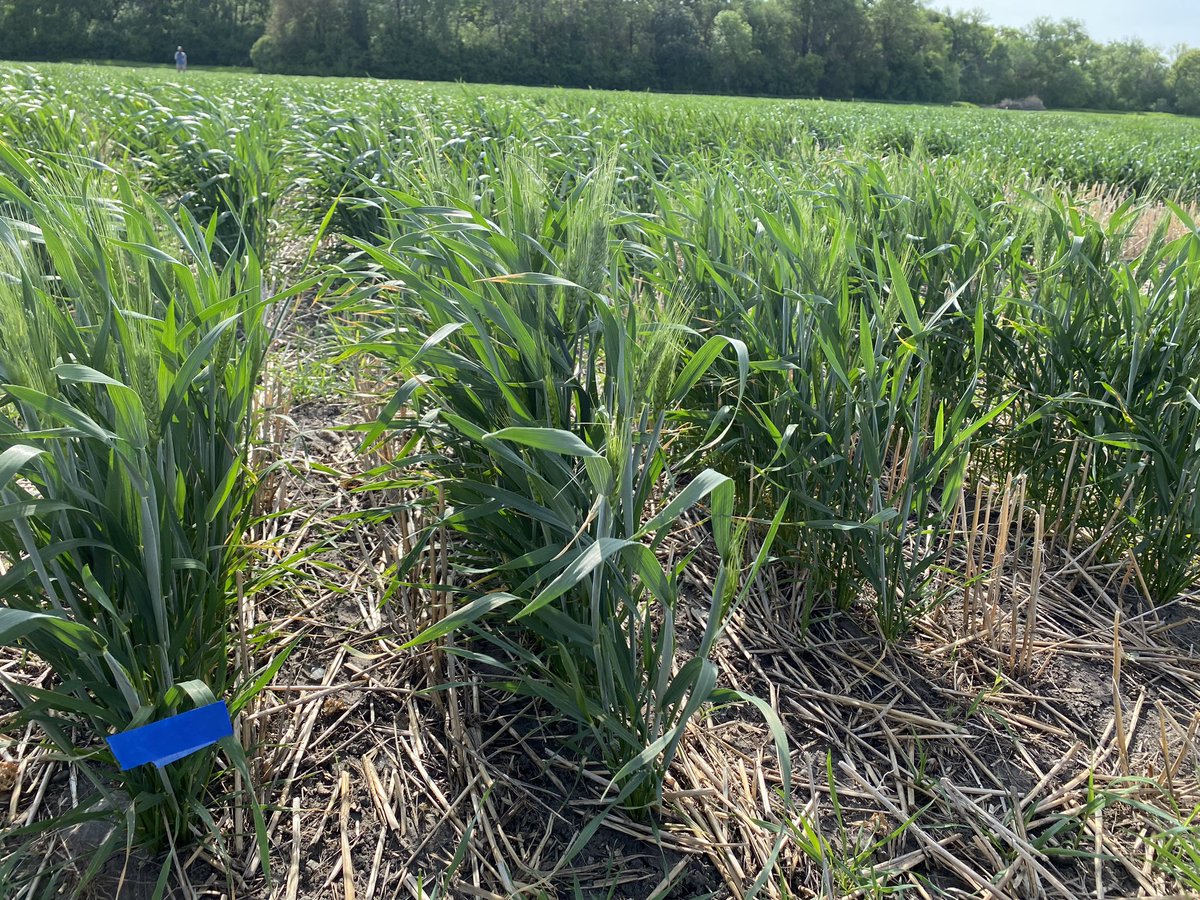 Success comes to those who make early selections. Thrilled to be choosing promising lines in the EOT Trials for winter wheat on Thursday morning.🌾💪 #EOTTrials #WinterWheat #EarlySelection #teamWheat @WheatInnovation