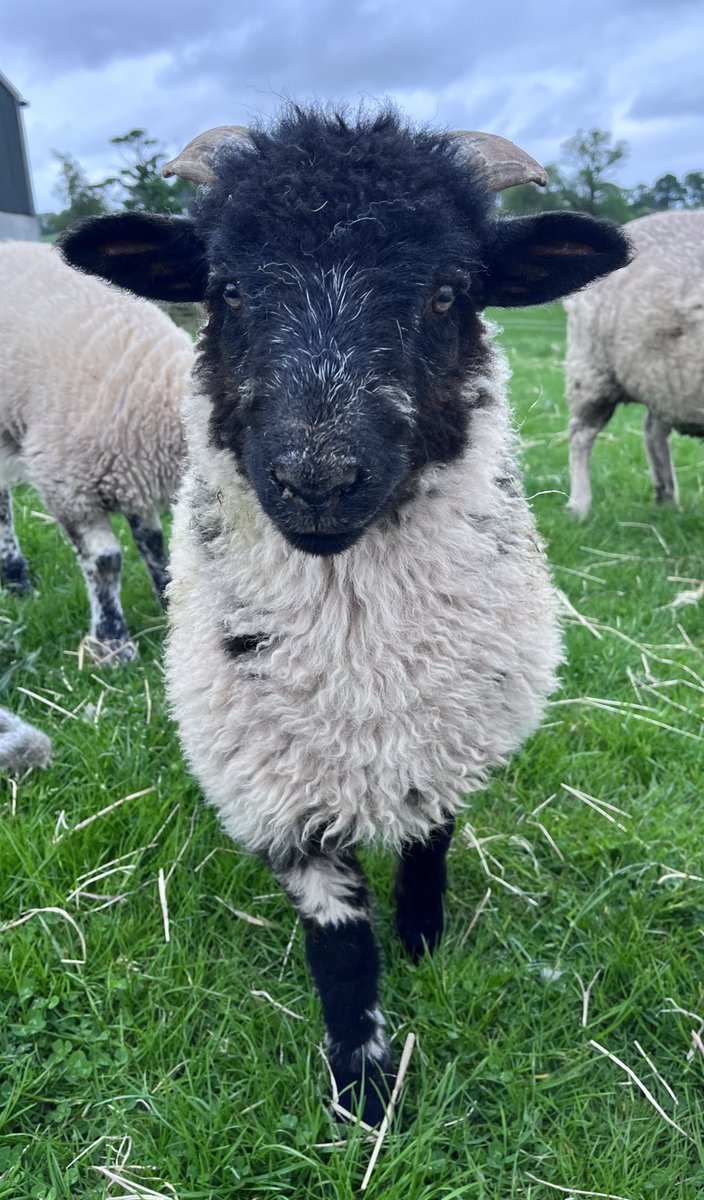 Look at Moss’s wee horns 😍

#arnbegfarmstayscotland #cute #lambing2023 #lambspam