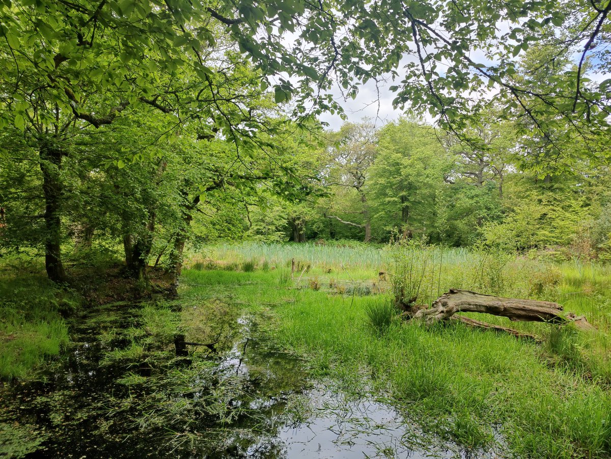 Epping Forest Heritage Trust (@eppingforestht) on Twitter photo Great to chat with <a href="/BrontieMaria/">Brontie Maria Ansell</a> from <a href="/LawForNature/">Lawyers for Nature</a> about the challenges #EppingForest faces from high levels of #pollution, adjacent development & planning applications which don't properly consider the Forest, and what can be done to protect it. Thank you!
#LoveEppingForest Great to chat with <a href="/BrontieMaria/">Brontie Maria Ansell</a> from <a href="/LawForNature/">Lawyers for Nature</a> about the challenges #EppingForest faces from high levels of #pollution, adjacent development & planning applications which don't properly consider the Forest, and what can be done to protect it. Thank you!
#LoveEppingForest