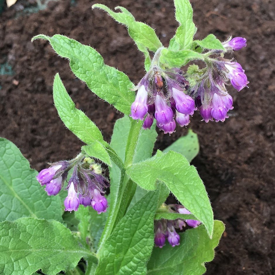 Grow your own Medicine.

Part of becoming self-sufficient is being able to treat your own medical issues.  Here are a few basics:

- Comfrey.  For treating bruises, swelling, sprains, etc
- Echinacea. Boost immune system
- Horehound. Cough suppression

What else should we grow?