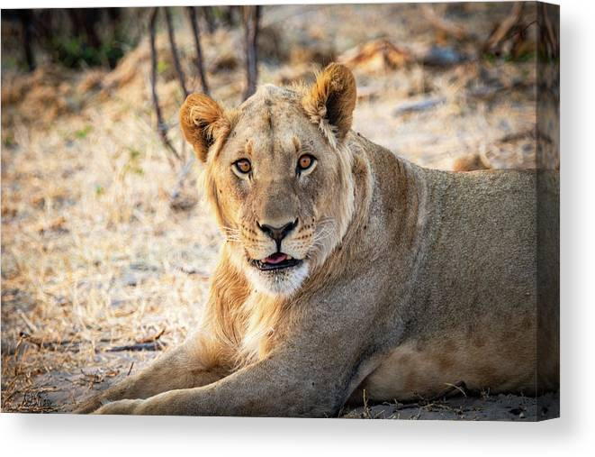 #lions #lionlovers #wildlifephotography #Africa #africanwildlife #nature #AYearForArt #canvasprint #lion #Botswana get it here!

fineartamerica.com/featured/1-you…