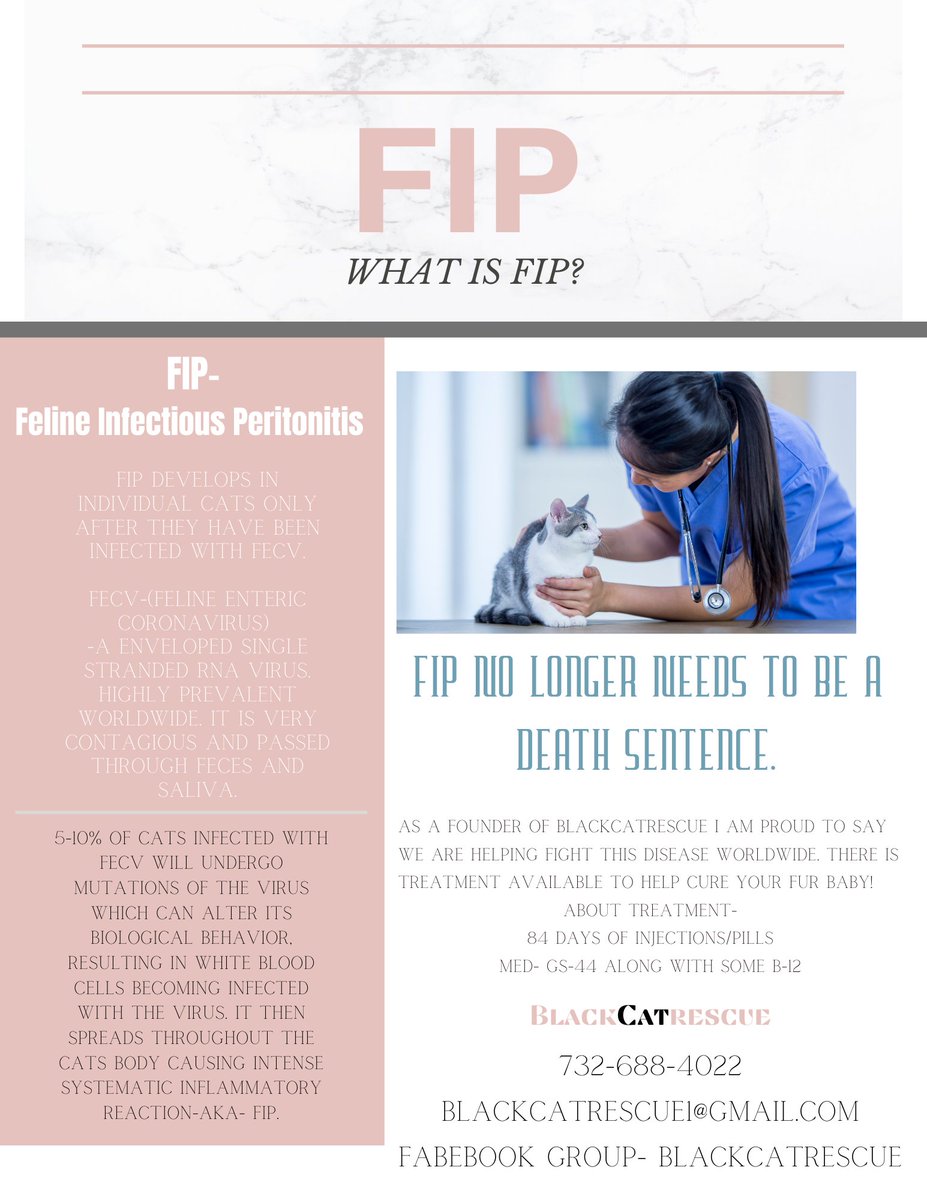 BlackCattRescue's tweet photo. FIP Knowledge :
#FIP #fipcure #blackcatrescue #CatsOfTwitter #CatsLover #fipsupport https://t.co/D3VYsvhQ9N