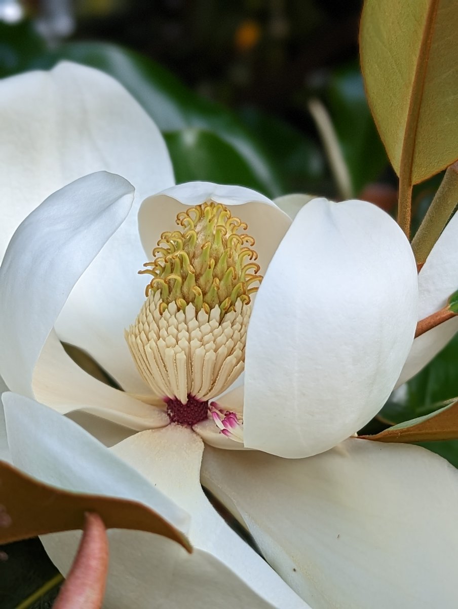 Another Southern Magnolia in bloom... 🌼