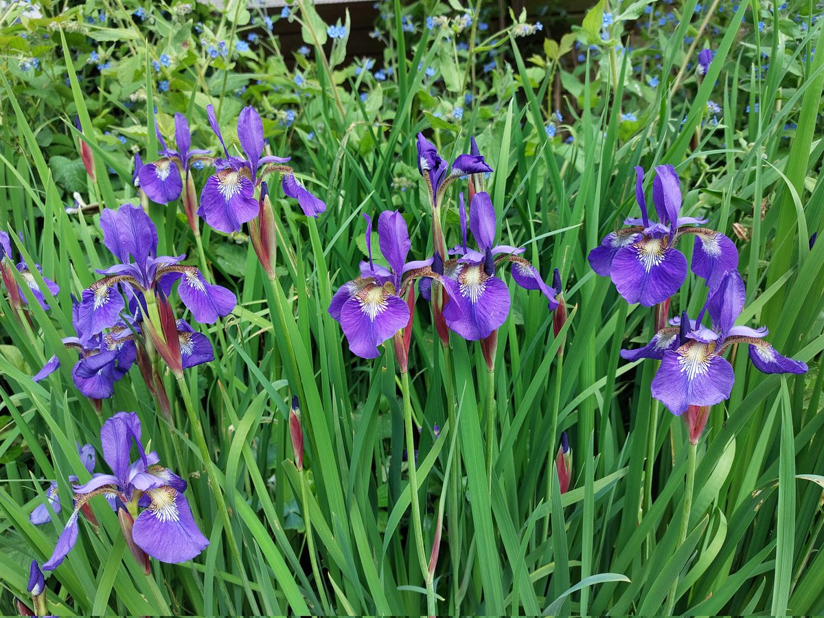 #junibloeiers in de tuin, 1 juni jasmijn, clematis, zevenblad, iris, ossetong @vule_rock_nroll