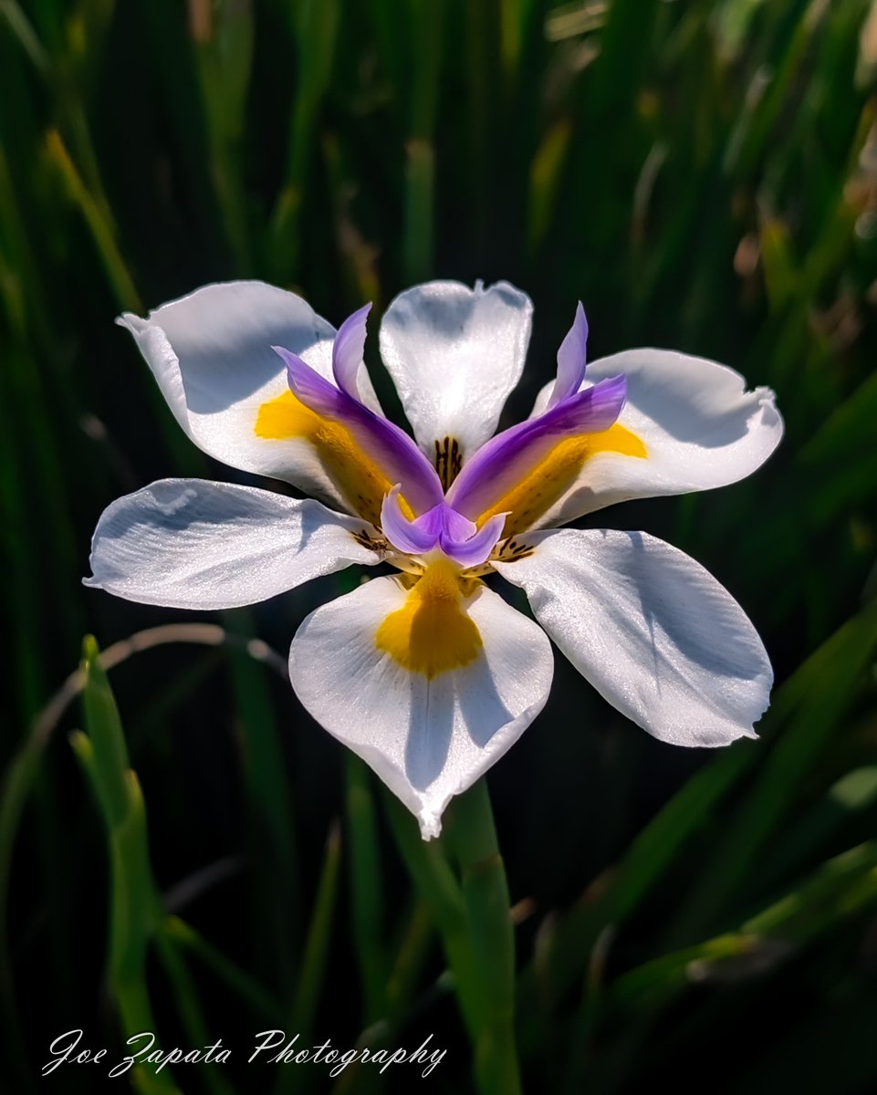 Simple and elegant to kick off the day. #flowers #flower #flowerlover #flowerlovers #floral #florals #flowerphotography #floweroftheday #nature #naturelover #naturephotography #garden #gardening #macro #macrophotography #macronature #macromood #pretty #beautifulflowers