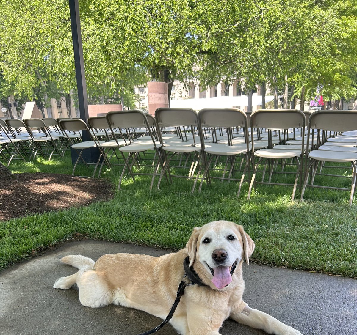 K9 Zambra has been ready to ensure a safe and enjoyable @MIT Commencement Ceremony.