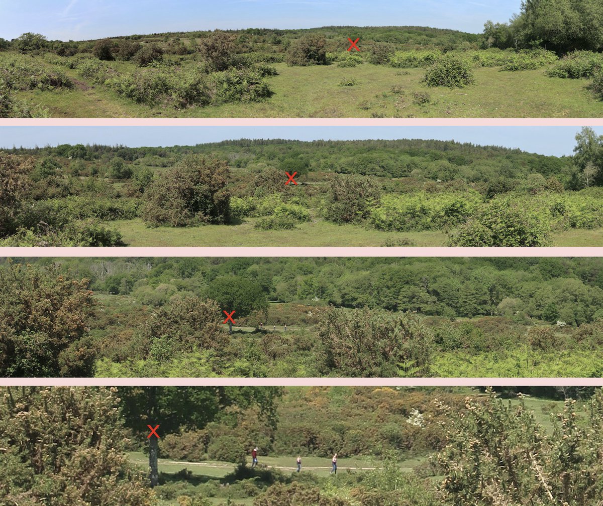 A massive panorama of the closest part of the Open Forest to <a href="/LittleCottageNF/">Little Cottage</a> from just by Boundway car park. Over 100 high resolution photos stitched together then reduced here at the top with progressive enlarged areas further down. Red X mark the same spot in each.