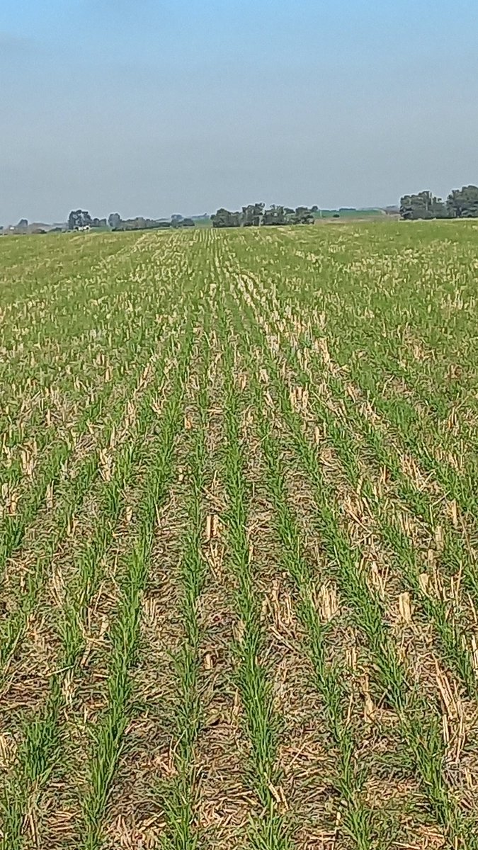 100 gramos de clavos seguramente tienen más hierro que 100 gramos de lentejas. Cuál me servirá si tengo anemia?
La importancia de las "fuentes correctas de elementos" en la nutrición foliar a veces resulta difícil de explicar, y es solo UNO de TANTOS parámetros a contemplar.