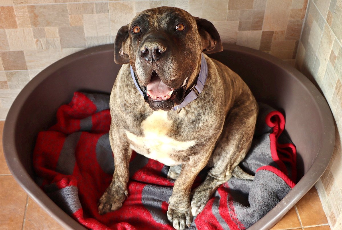 SosAbuelos1's tweet image. #MADRID
#TANKE es un Presa Canario de unos 70 Kgs y 8 años. Un precioso "muñeco" que, se ha convertido en un invisible más...

Es un perro limpio, tranquilo y obediente. Tiene leishmania (controlada).
Es muy bueno, pero con otros perretes en el mismo hogar, no es compatible.