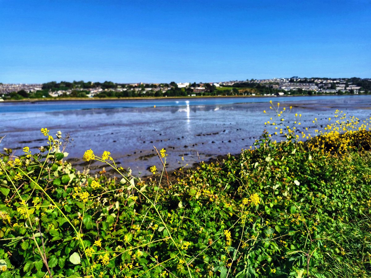 Sunlight on the Plym estuary #Thursday #Plymouth #blueskies #sunshine