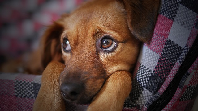 ValleyViewApts1's tweet photo. 🐾Looking for a new home for you and your furry friend? Check out our pet friendly apartment community!🐶🐱 Your pet will love it here just as much as you will!🌳🌷 Don't wait, schedule a tour today! https://t.co/088dadnOOZ