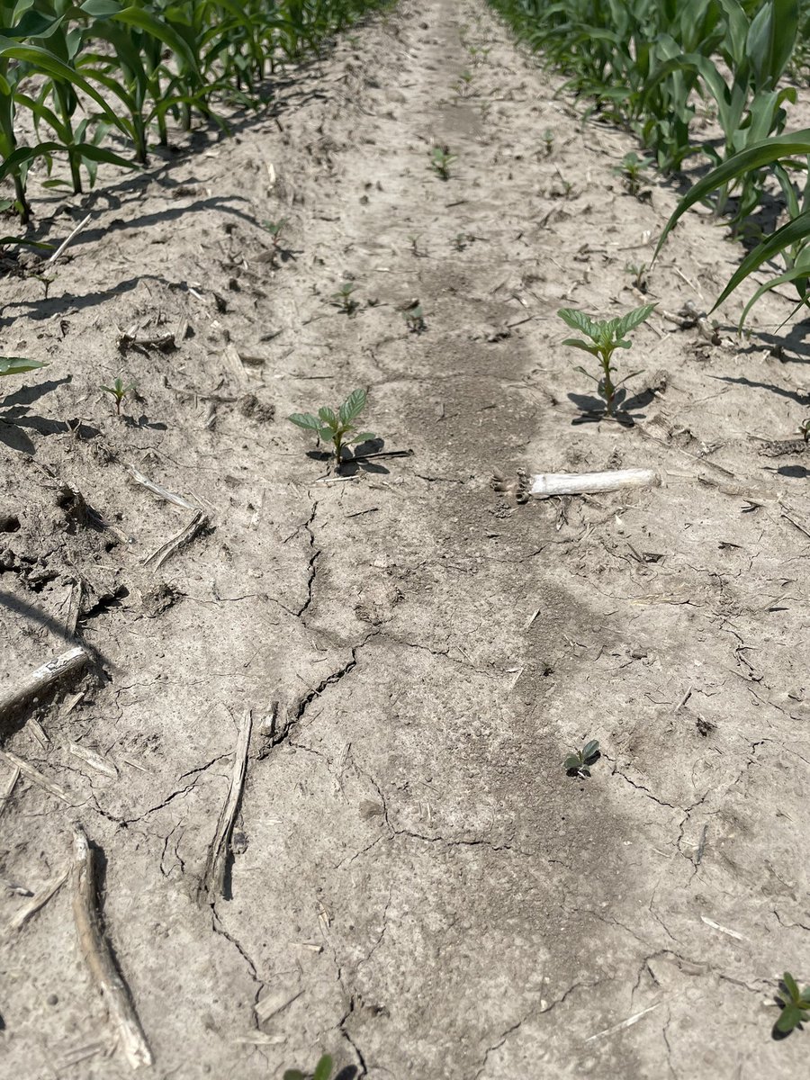Waterhemp loves this hot corn growing weather! Be sure to:
💥Start Clean
💥Spray Clean 
💥Stay Clean 
#grow23 #PlacedtoPerform