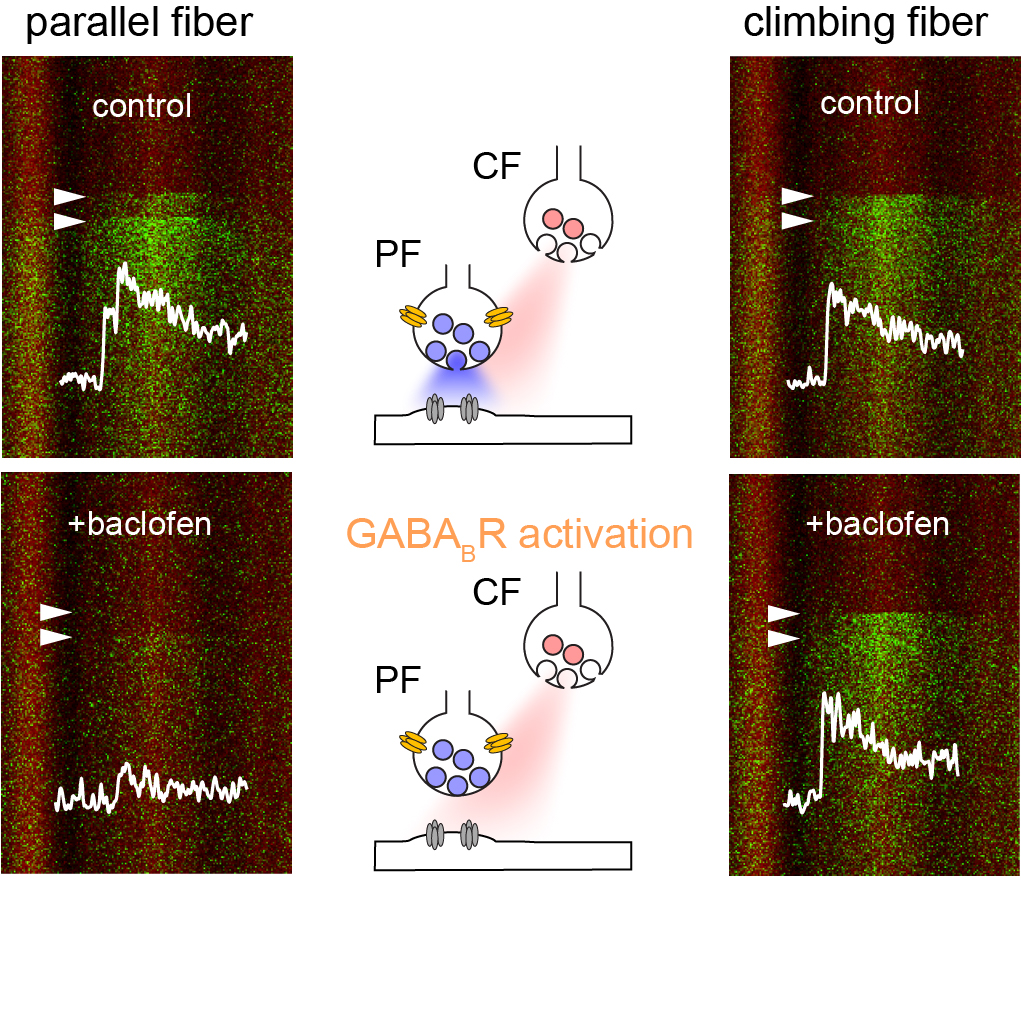 @ReaganLPennock @fluketc @LindaWadiche @jwadiche Neuromodulators enable selective control of information pathways, so we tested whether presynaptic GABABRs (w baclofen) altered the primary source of CP-AMPAR activation, shifting it from PF synapses to CFs. Remarkably, our findings support this idea.