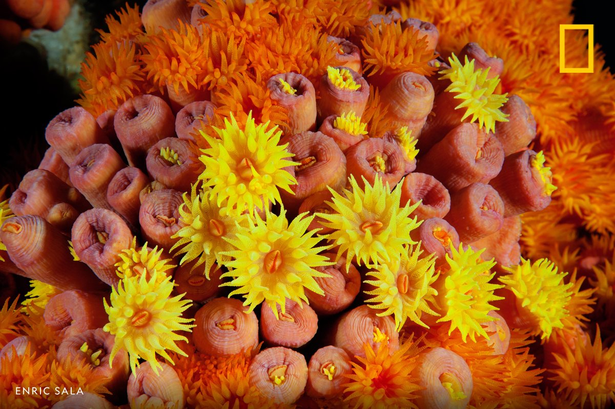 Happy World Reef Awareness Day! In this image from our archives, bright orange and yellow cup coral populates the oil rigs in Gabon's waters, surveyed on a Pristine Seas expedition